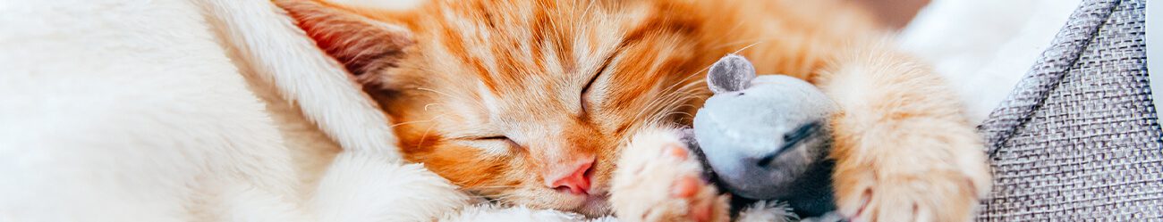 sleepy orange cat