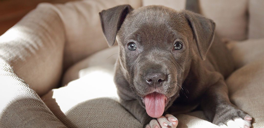 Gray pup with its tongue out