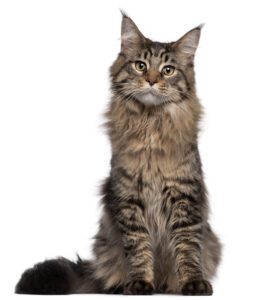 maine coon cat acts like a dog