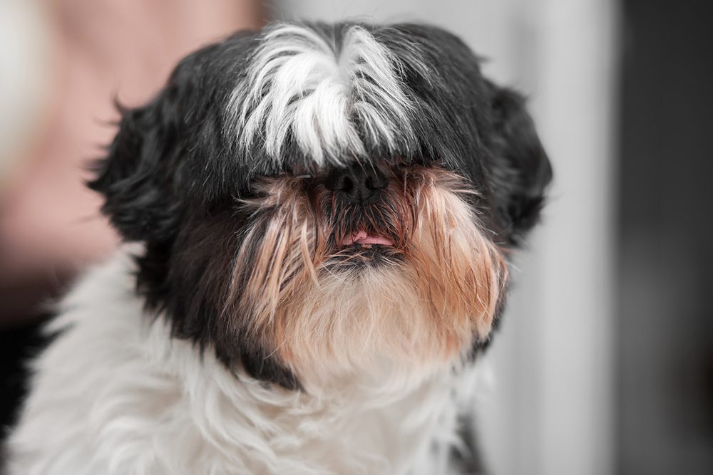Reverse Sneezing in Dogs in Auburndale, FL - Auburndale Veterinary Clinic