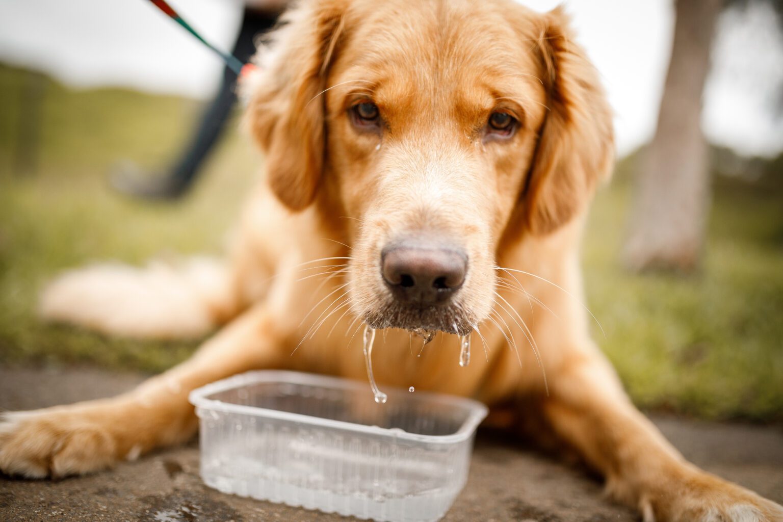 10 Reasons Why Your Dog is Drooling Auburndale Veterinary Clinic