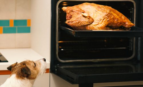 dog-watching-turkey-in-oven