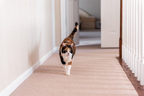 Calico-cat-walking-on-carpet-floor-near-stair-railing-in-his-house