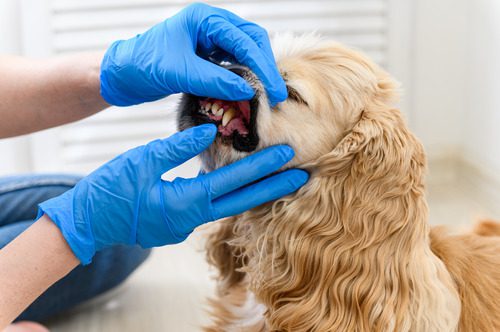 vet-examining-cocker-spaniel-dog's-teeth-at-clinic