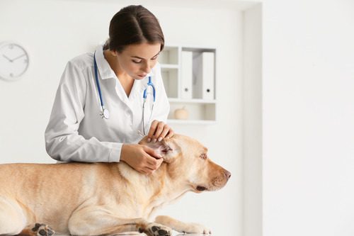 female-vet-examining-dog's-ear-at-clinic