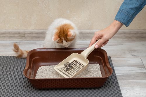 cat-watching-as-female-owner-scoops-litter-out-of-litter-box