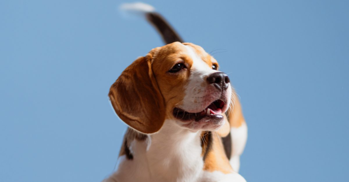 excited beagle dog playfully bowing and wagging its tail