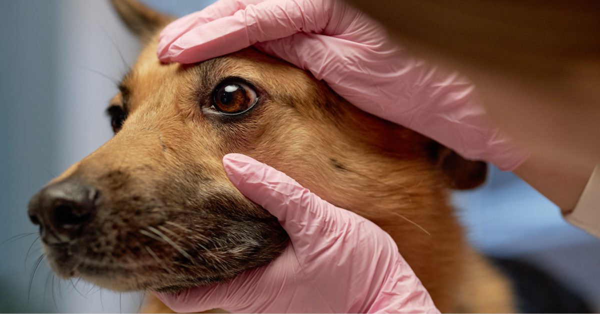 close up of a vet examining a dog's eye at the clinic