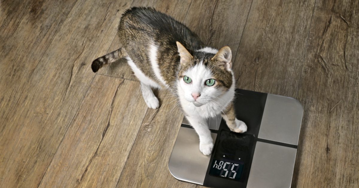 tan and white cat standing on a weight scale