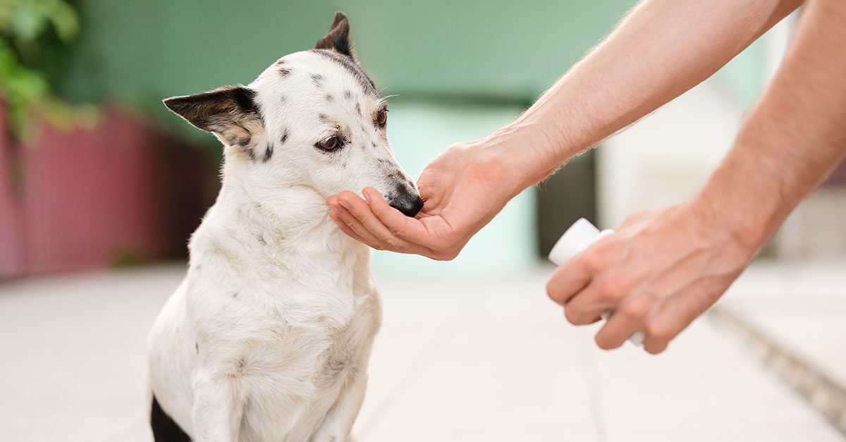 pet owner giving their dog a pill