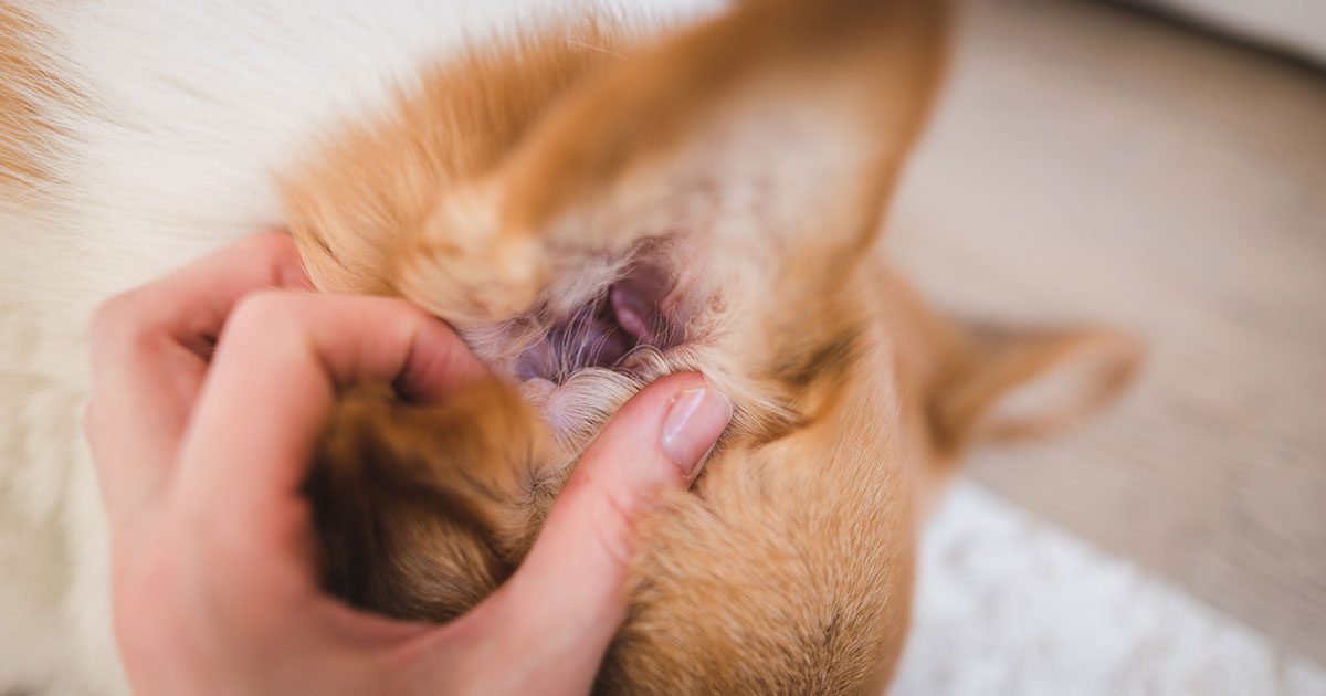 Checking a welsh corgi ear close up