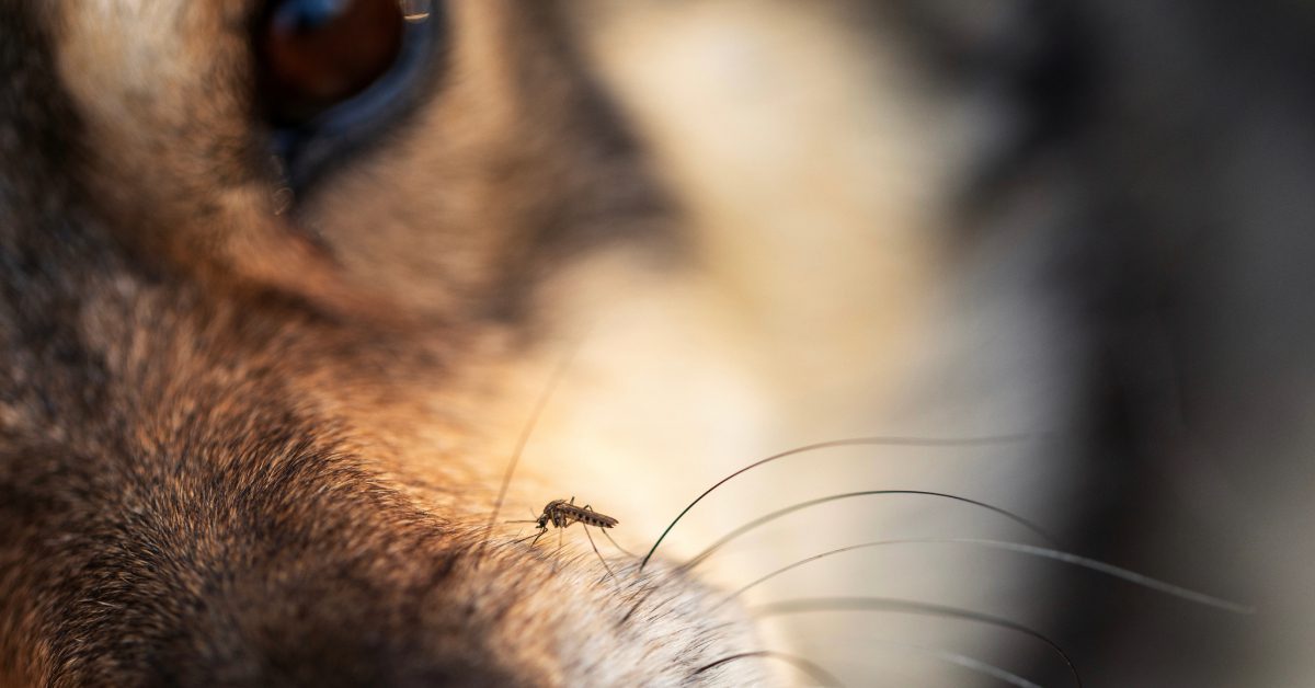 close up of a mosquito biting a dog on the nose