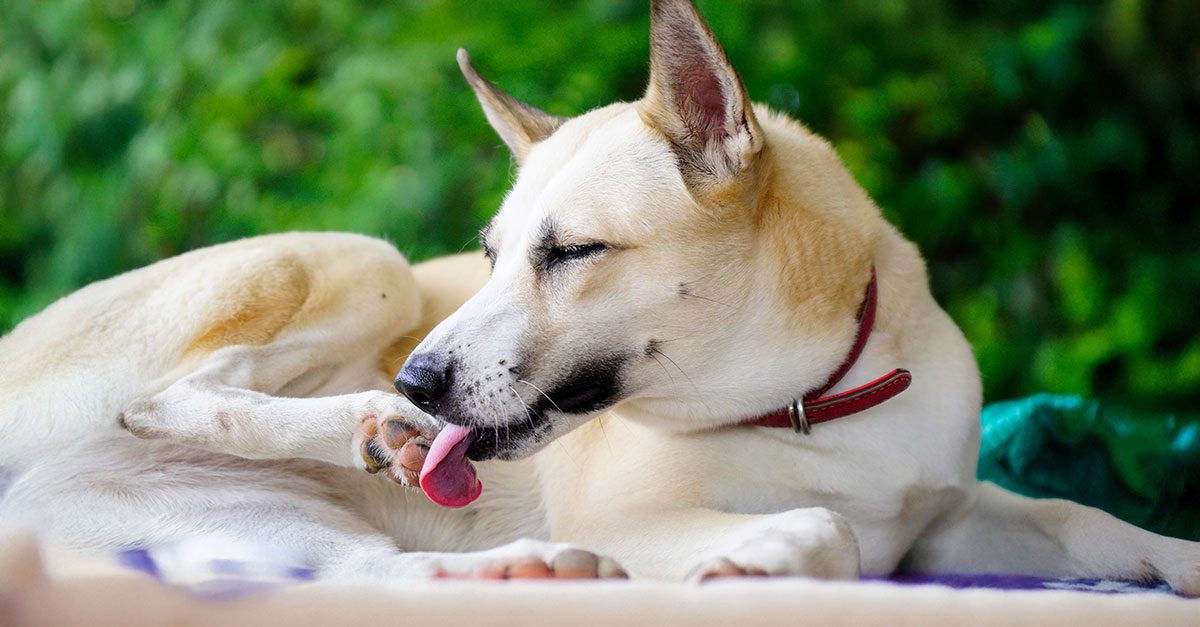 dog licking its paw