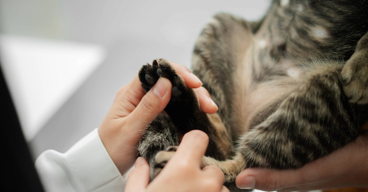 vet examining cat's paw pad