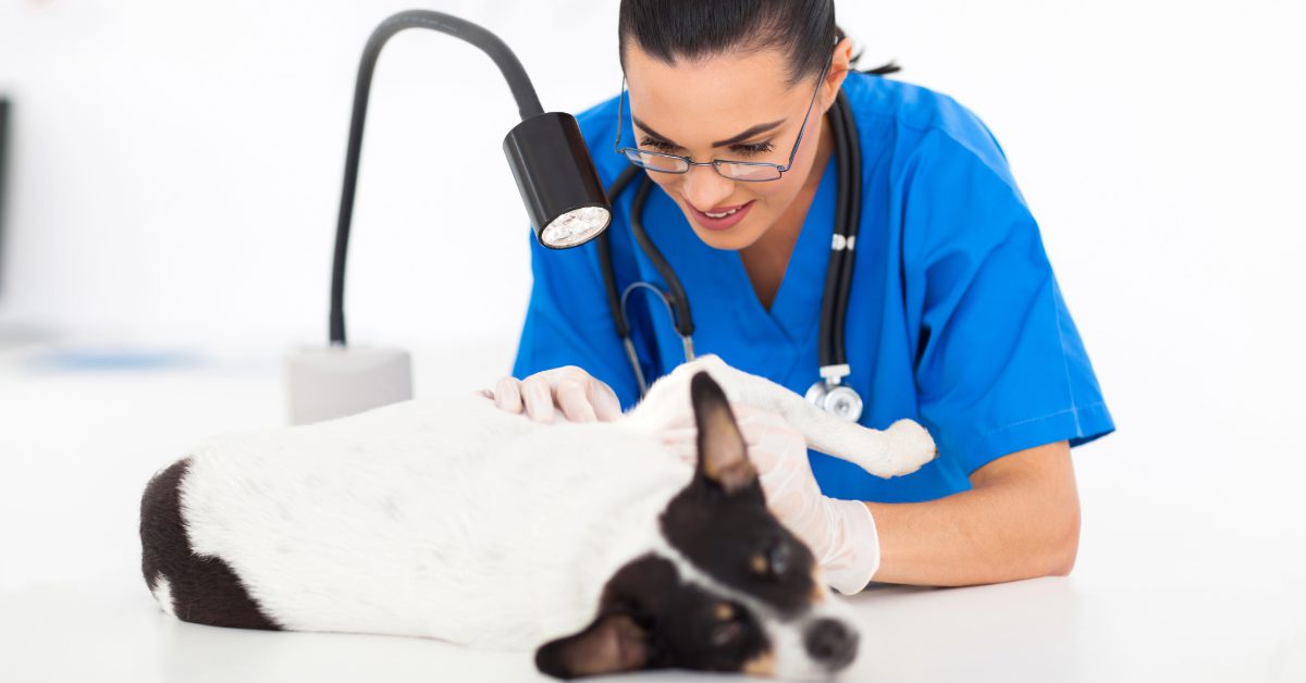 female vet examining small dog's skin at clinic