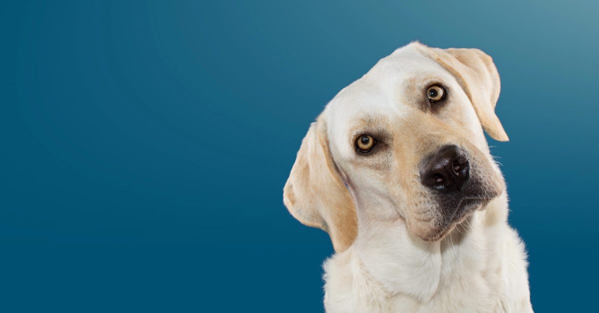 yellow labrador retriever dog tilting its head against a blue background