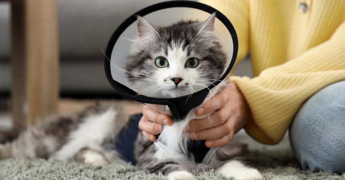 female owner petting cat as it lays on the floor wearing an e-collar at home