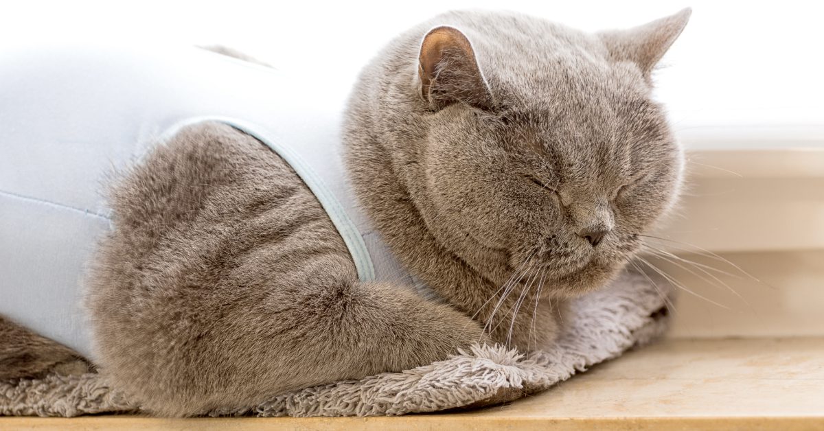 gray British shorthair cat laying on the floor while wearing a spay recovery suit