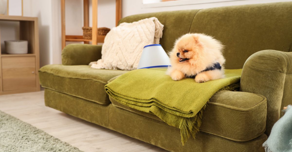 pomeranian dog wearing recovery suit after spay surgery laying on the couch next to an e-collar at home