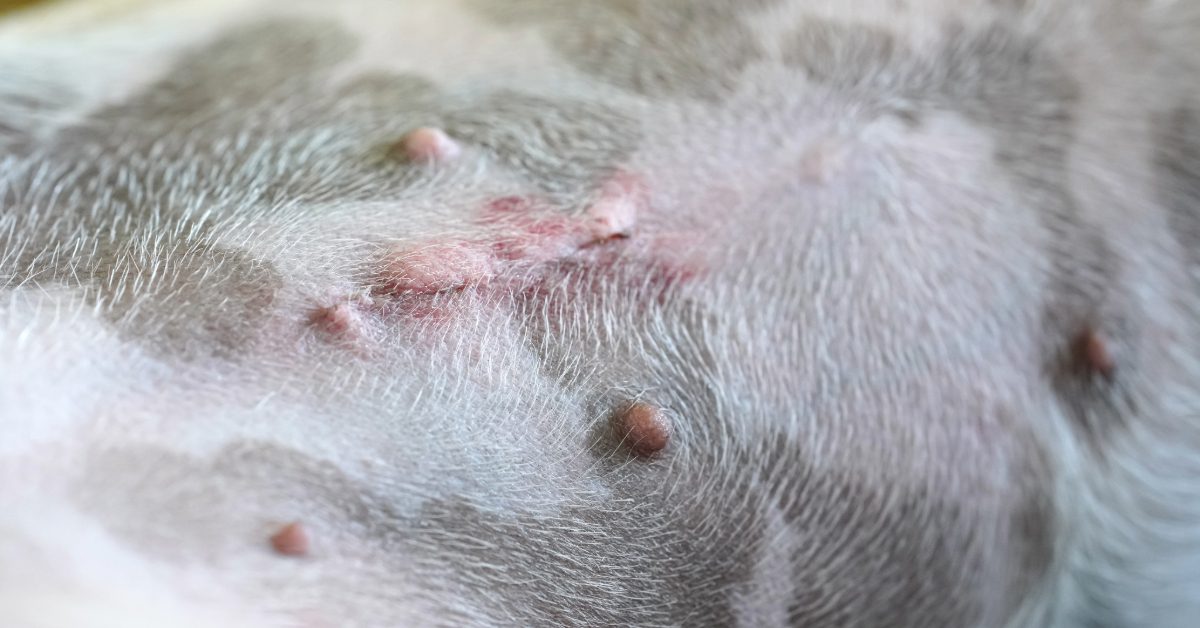 close up of dog's spay incision