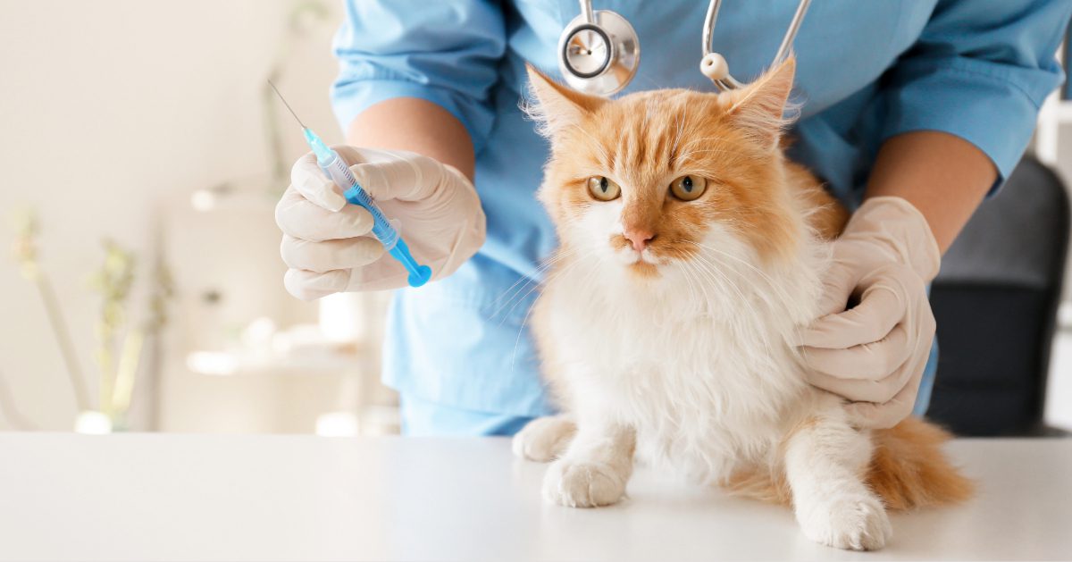 vet getting ready to administer a shot to cat at clinic