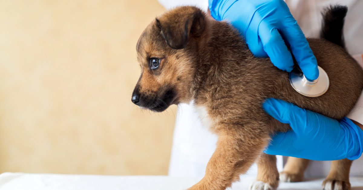vet listening to dog's heart at clinic
