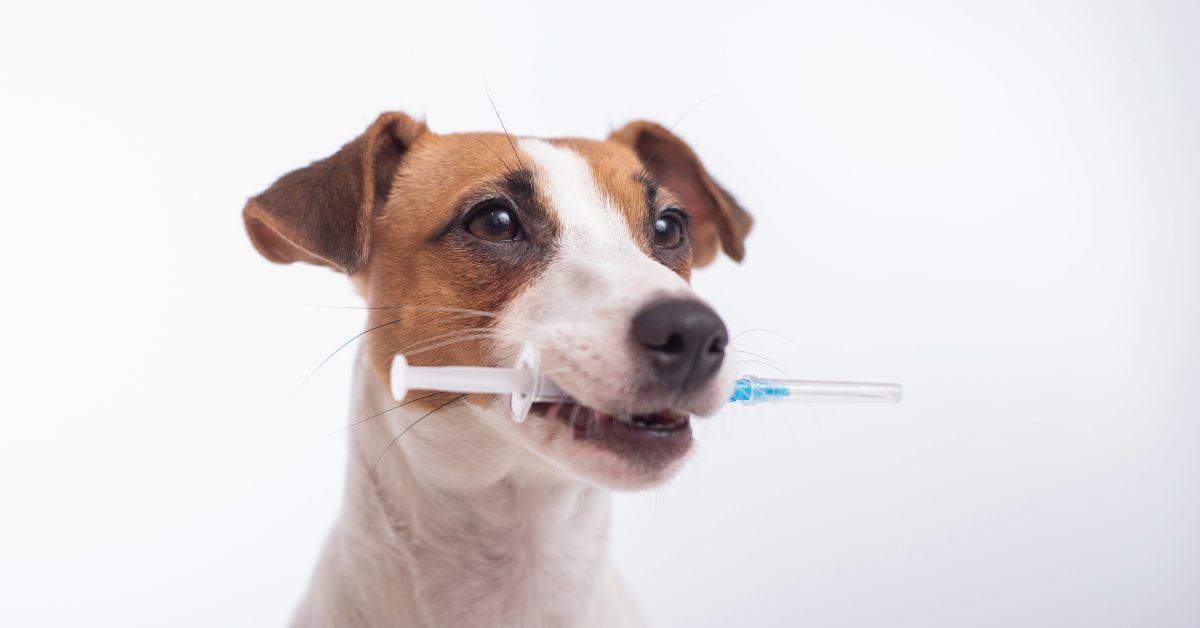 small dog holding syringe in his mouth