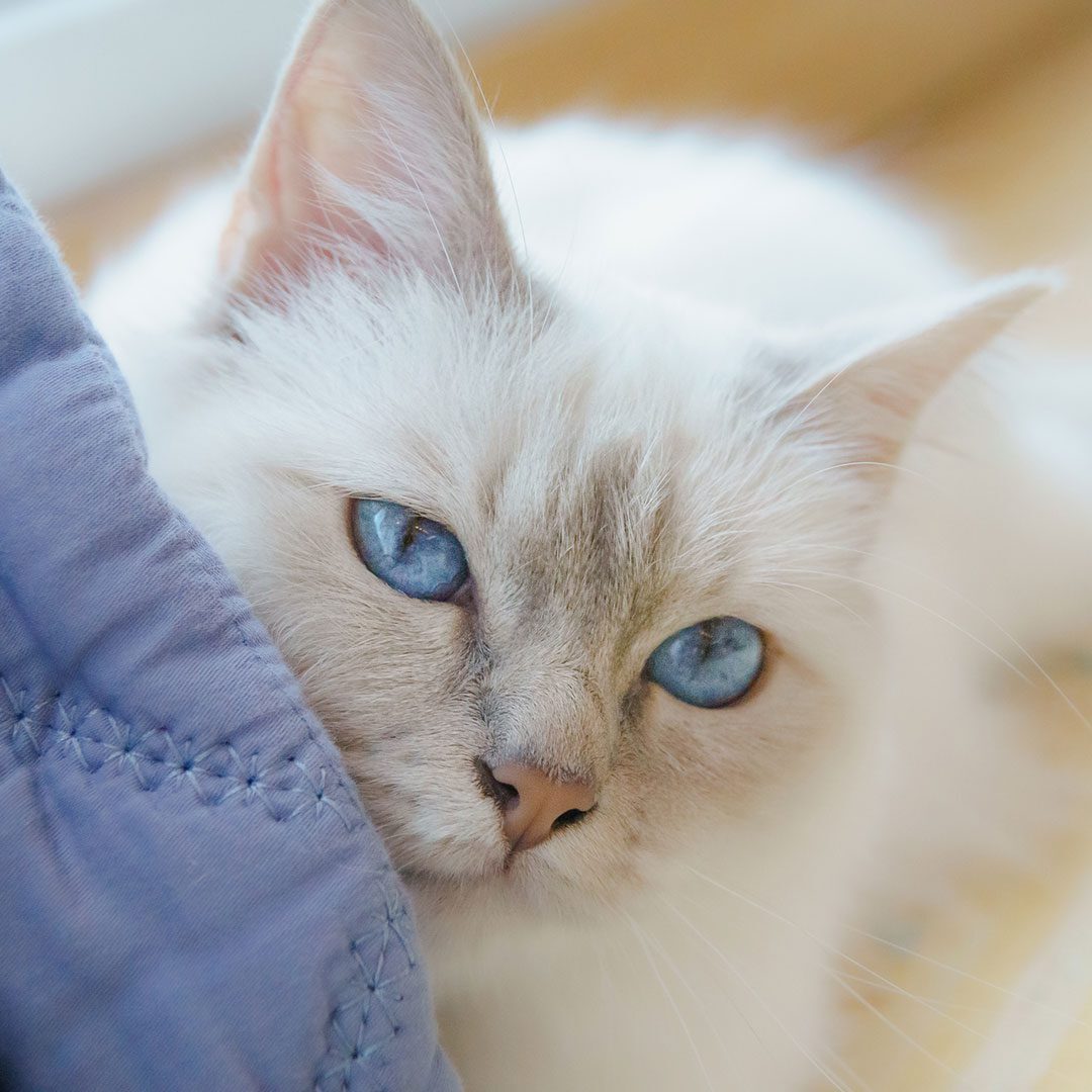 Pretty cat with blue eyes