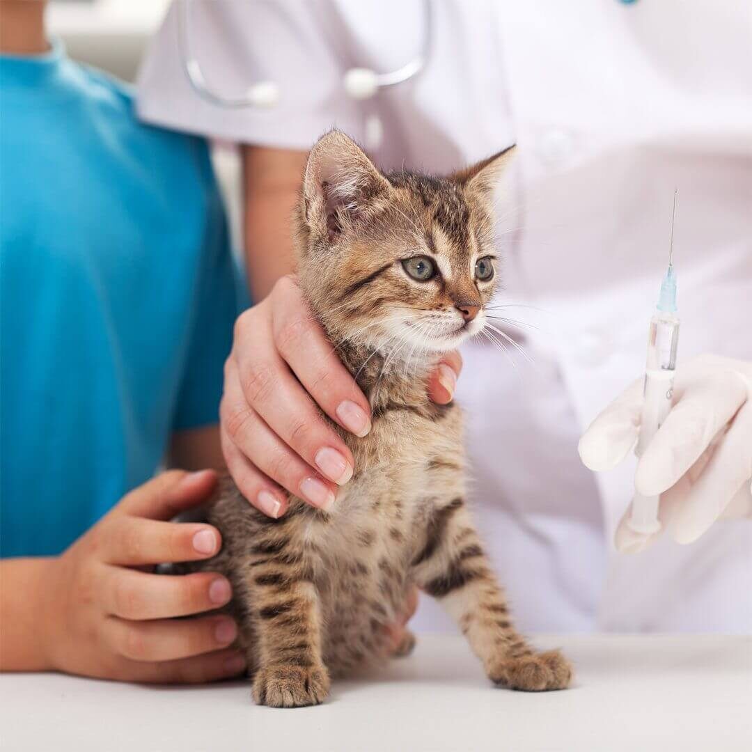 cat dog vaccinations auburndale, fl