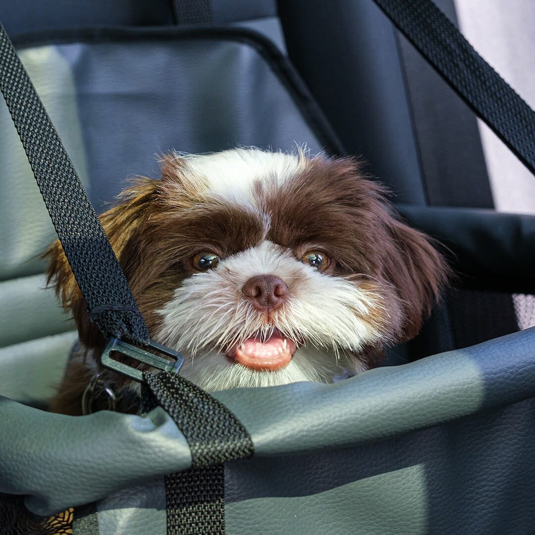 dog in car seat